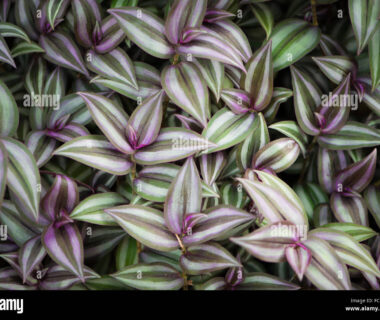 What are the side effects of wandering jew?